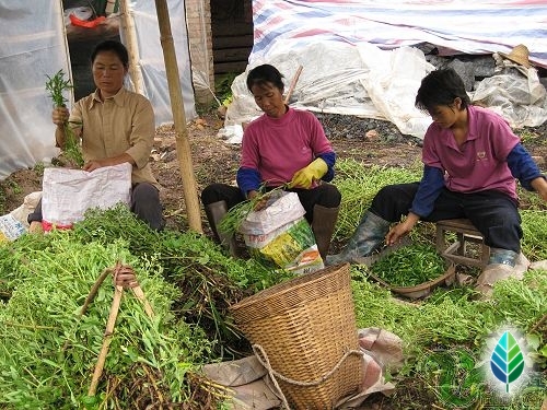 stevia plantation
