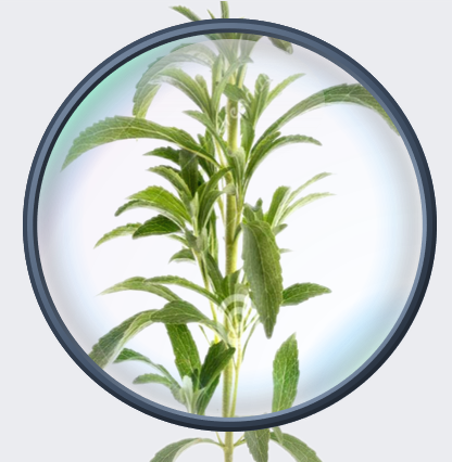 甜叶菊.png